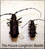 The House Longhorn Beetle, one of the varieties of beetle whose larvae cause woodworm in wood. Contact Tirconaill Damp Proofing for identification and treatment of woodworm